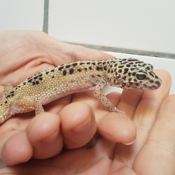 Leopardgecko