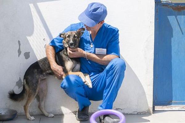 Hilfe für Flüchtende und ihre Haustiere aus der Ukraine